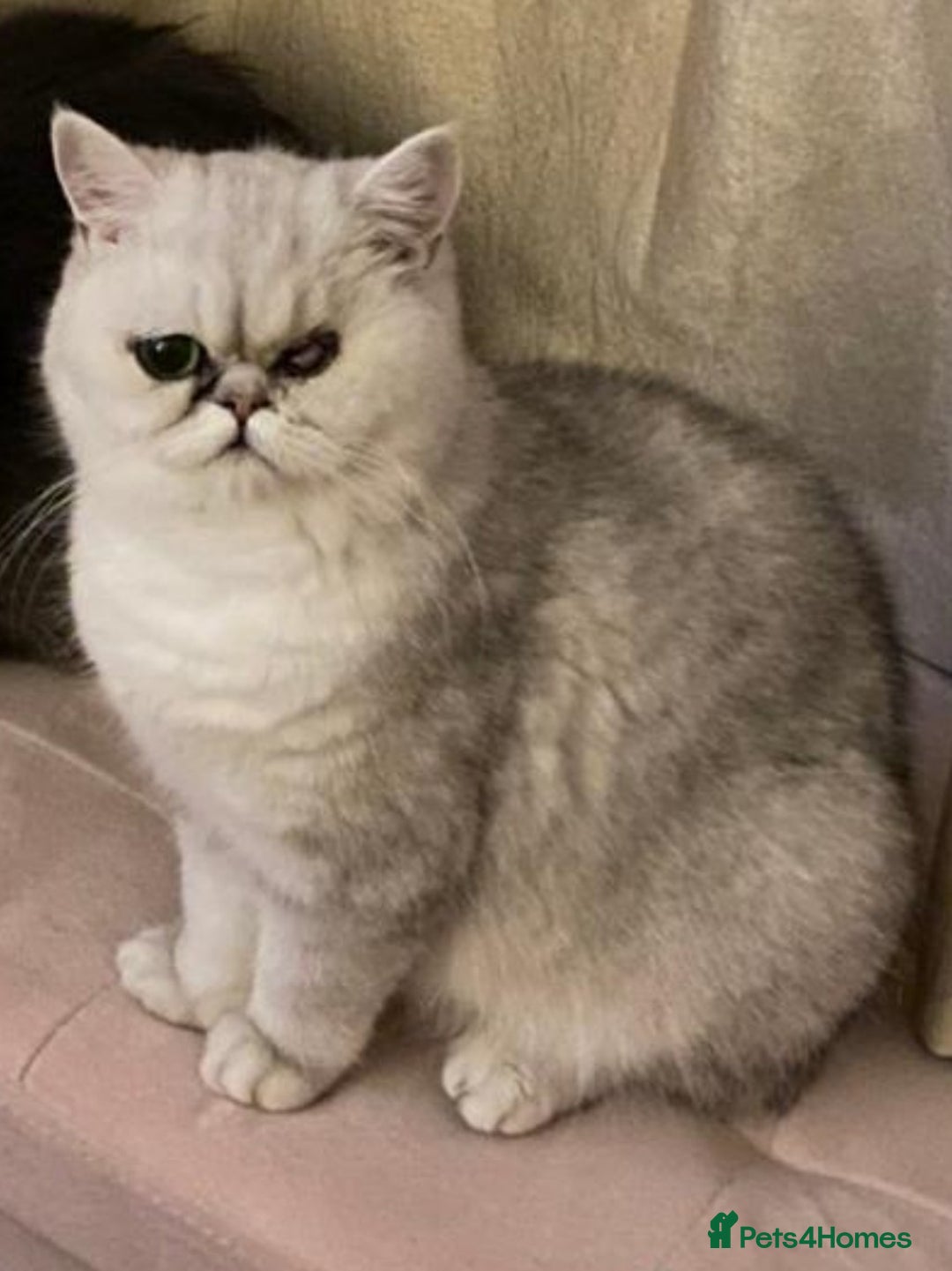 Mixed Breed cats for sale: Two Stunning Tabby Boys, Persian Chinchilla cross - Image 7