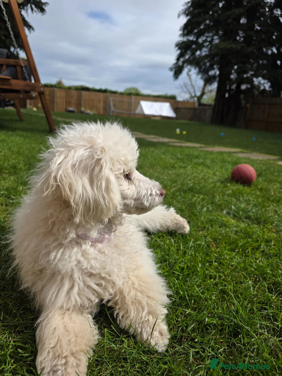 Miniature Poodle dogs for sale: Miniature poodle - Advert 2
