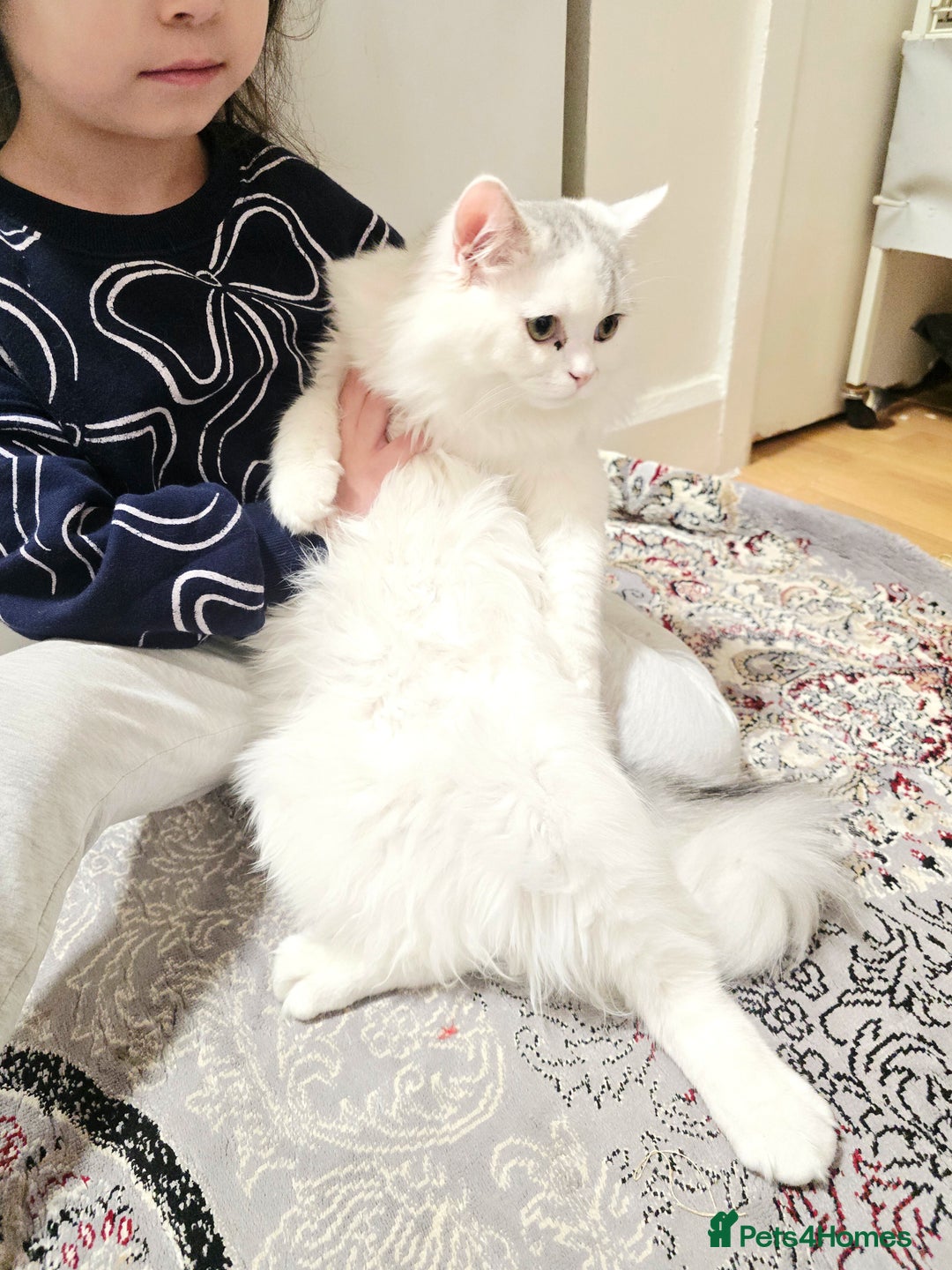 Persian cats for sale: 2 Persian Cats - Advert 2