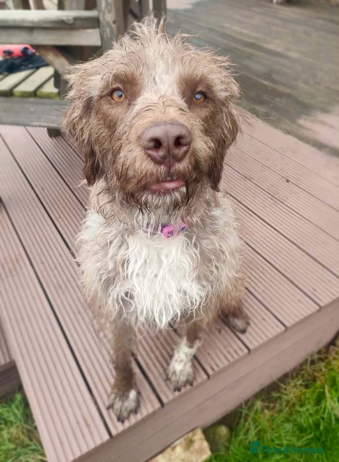 Mixed Breed dogs Rosie - Advert 6