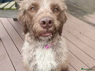 Mixed Breed dogs Rosie - Advert 6