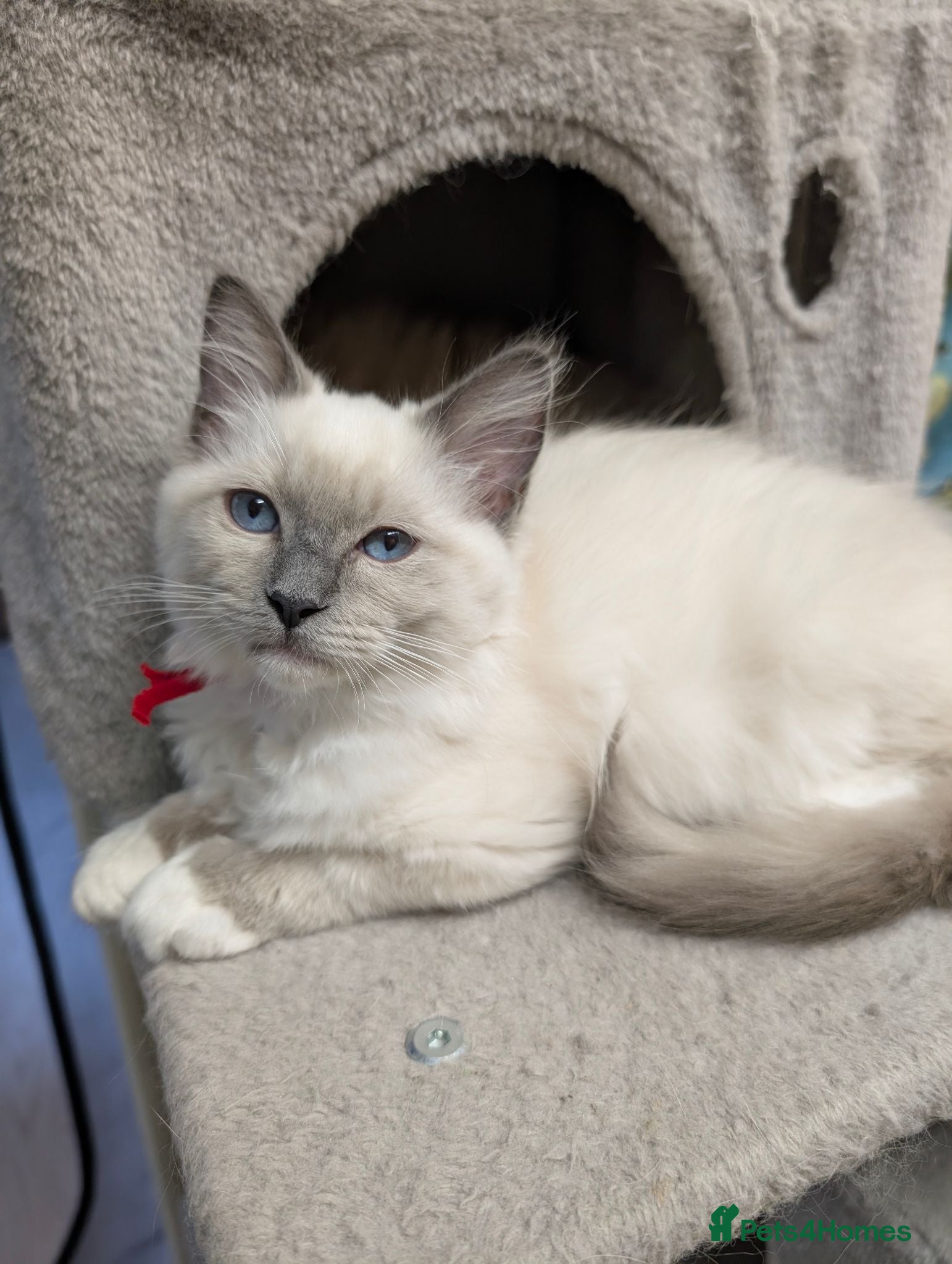 Ragdoll cats 💛GCCF 💛Ragdoll blue point mitted kittens  - Advert 2