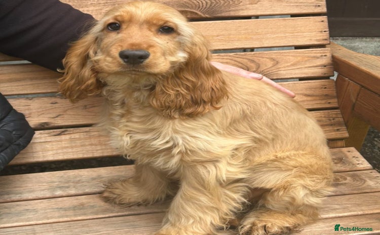 Cocker Spaniel dogs - Advert 1