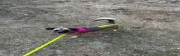Mixed Breed dogs for adoption: Meet Marlene  11 months old  6.5 kg Romanian mix  in Fareham - Advert 4