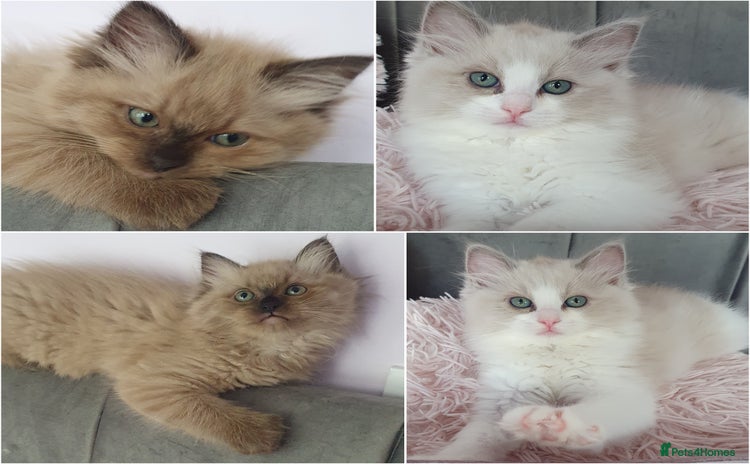 Ragdoll cats - Advert 7
