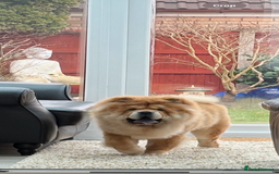 Chow Chow dogs for stud: 🐾 Simba – The Ultimate Cinnamon Teddy Bear! 🏆 - Image 2