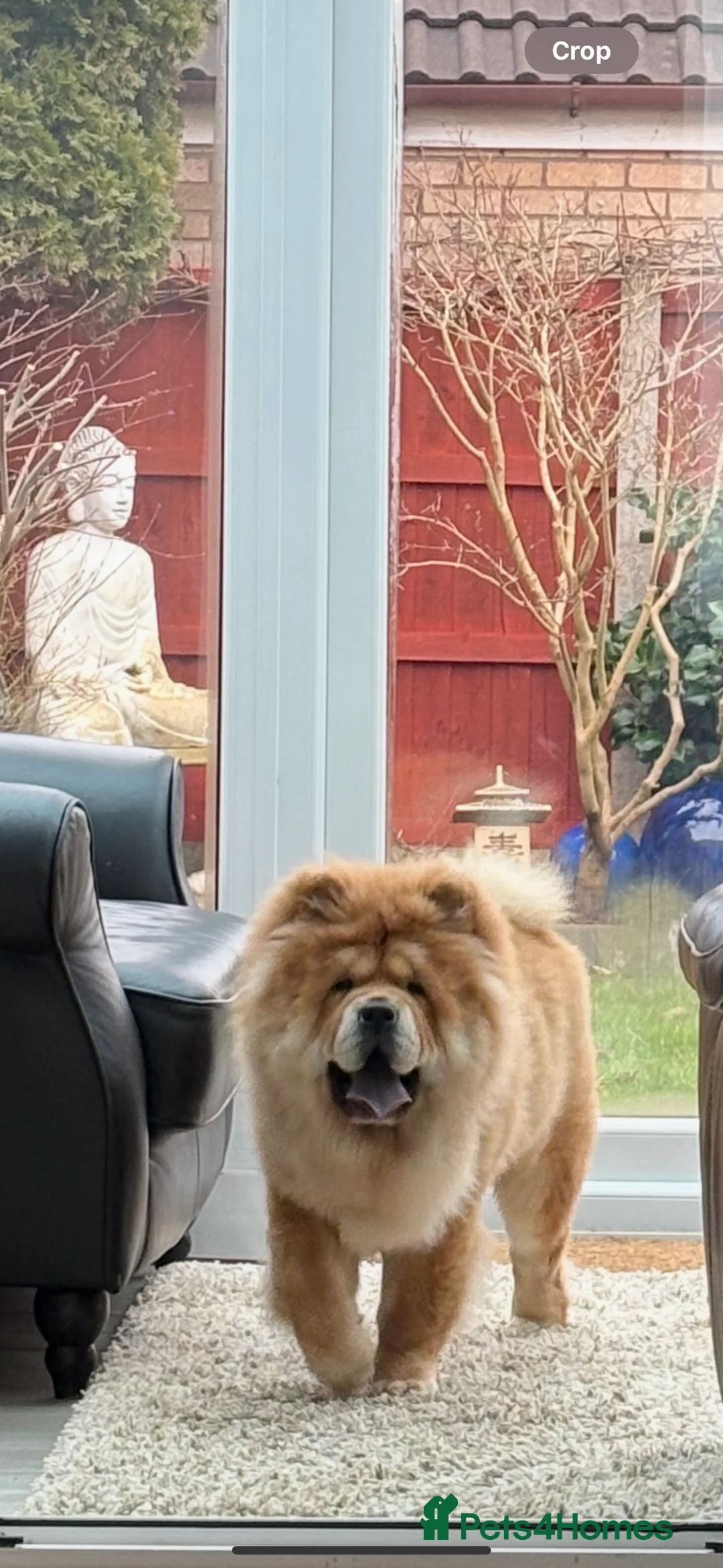 Chow Chow dogs for stud: 🐾 Simba – The Ultimate Cinnamon Teddy Bear! 🏆 - Advert 2