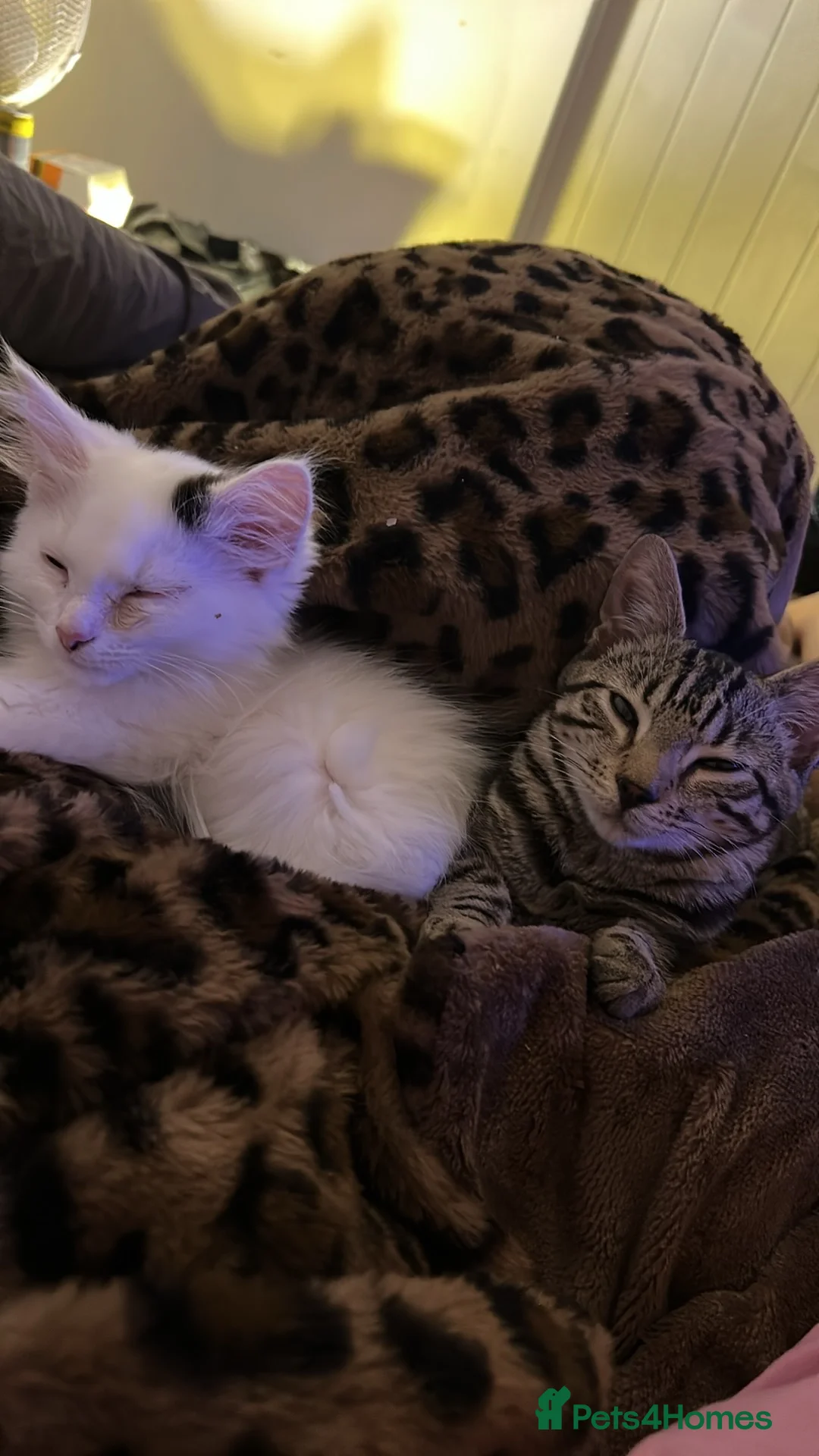 Bengal cats for sale: Bengal kitten & ragdoll cross kitten - Advert 1