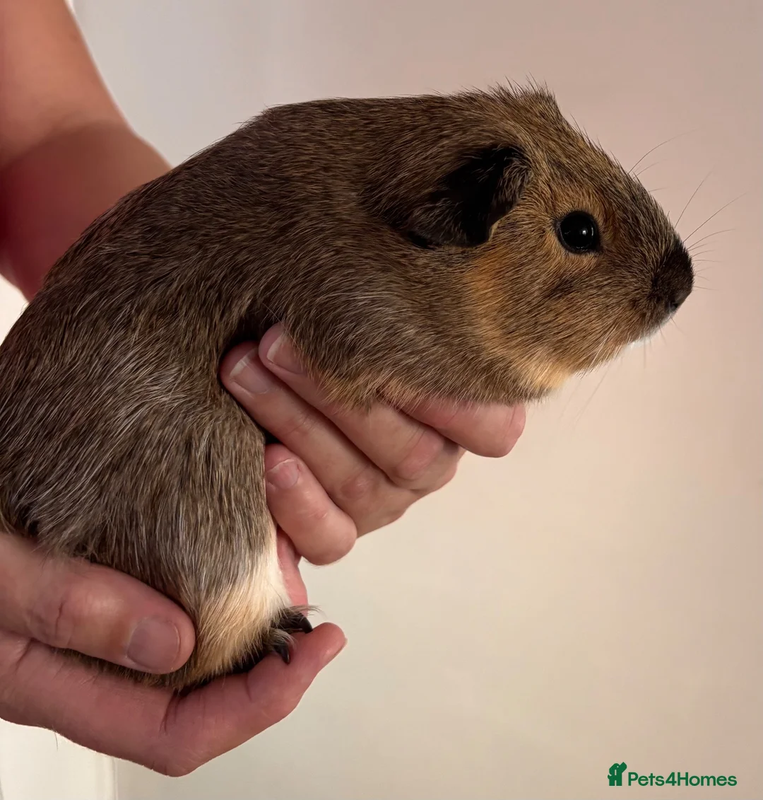 Guinea Pig rodents for sale: Male Guinea pig - Advert 2