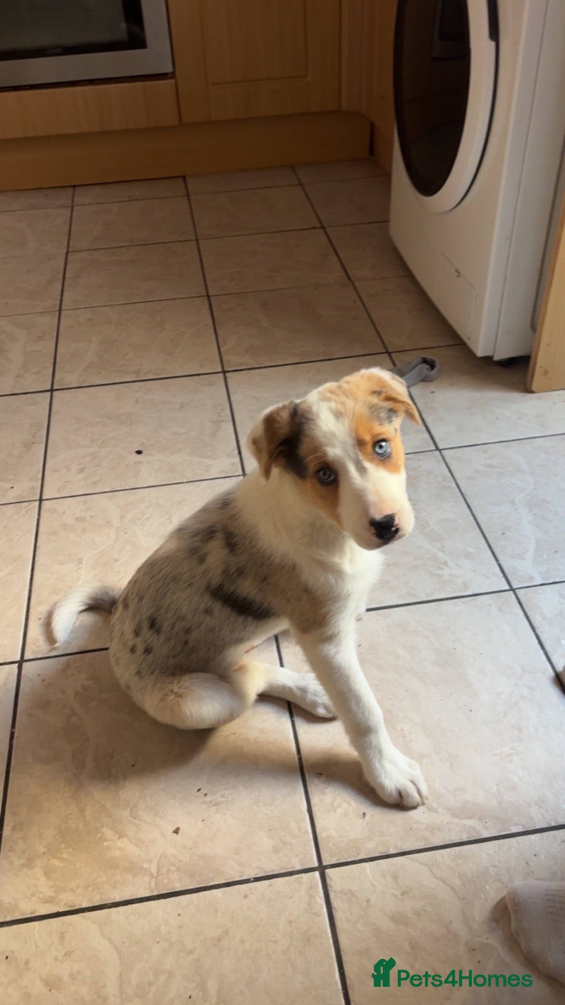 Border Collie dogs border collie puppy - Advert 1
