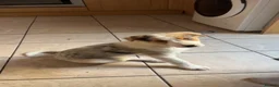 Border Collie dogs for sale: border collie puppy - Advert 2