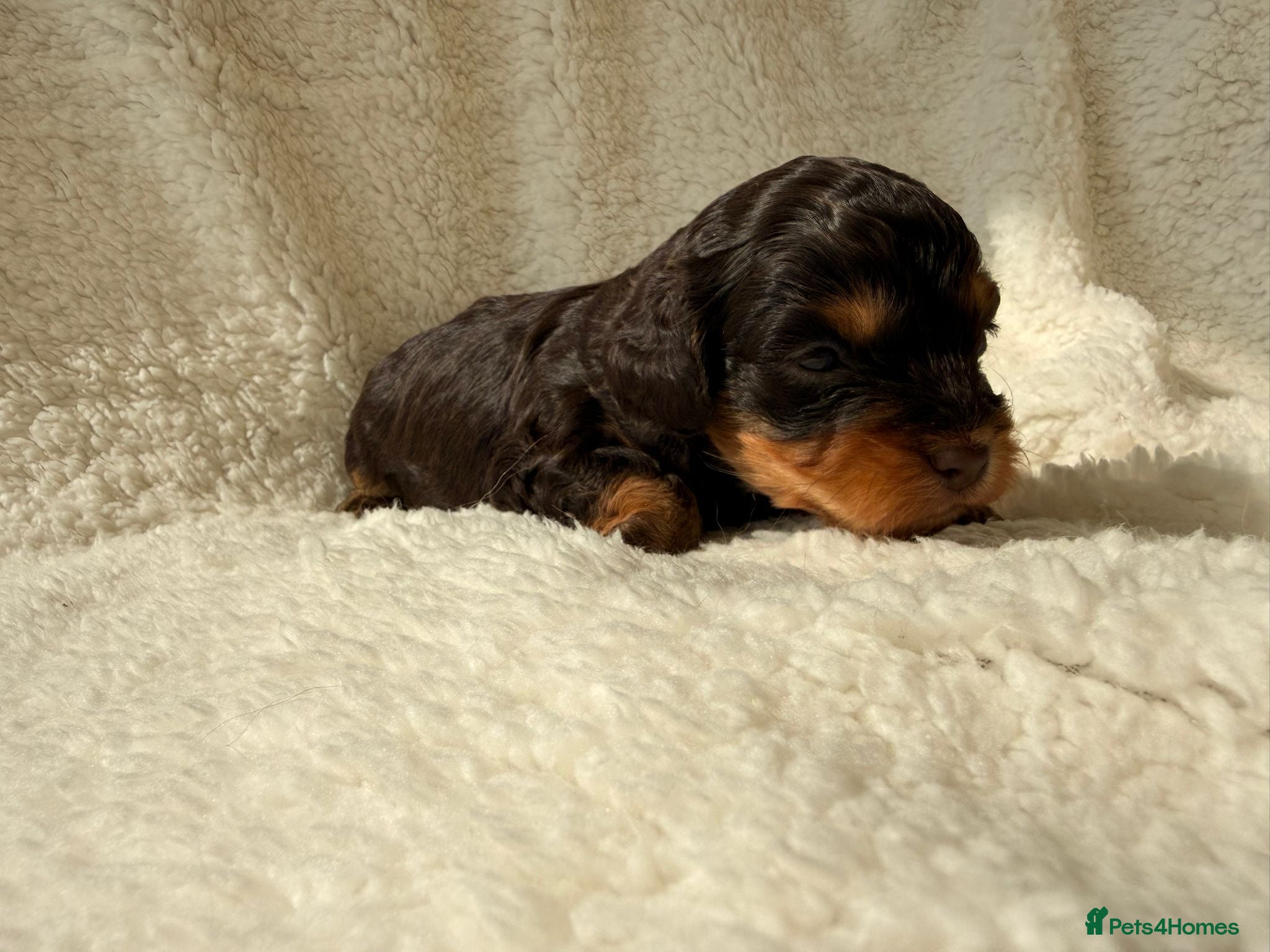 Cavapoo dogs ⭐️ Rare Chocolate & Tan Merle F1 Cavapoos⭐️ - Advert 2