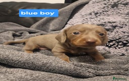 Miniature Dachshund dogs for sale: CHAMPION KC REG MINIATURE DACHSHUND PUPS.  - Image 10