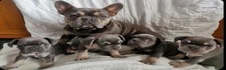 French Bulldog dogs for sale: Female french bulldog puppies  - Advert 1