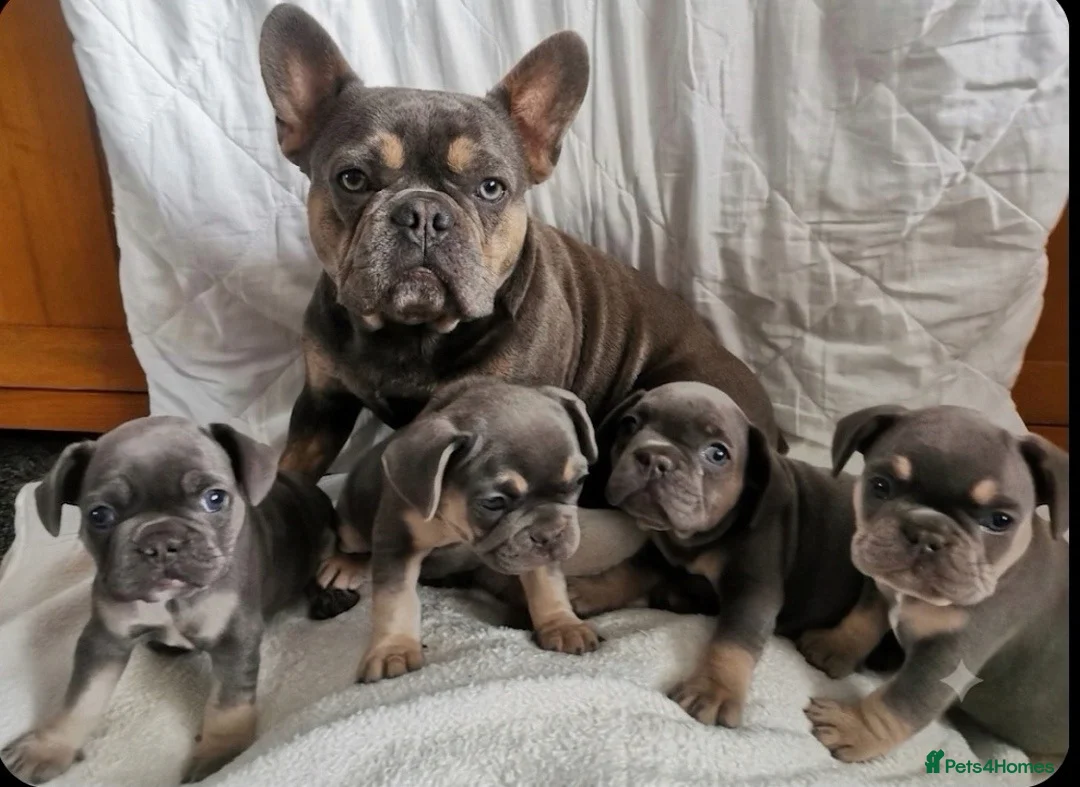 French Bulldog dogs for sale: Female french bulldog puppies  - Advert 1