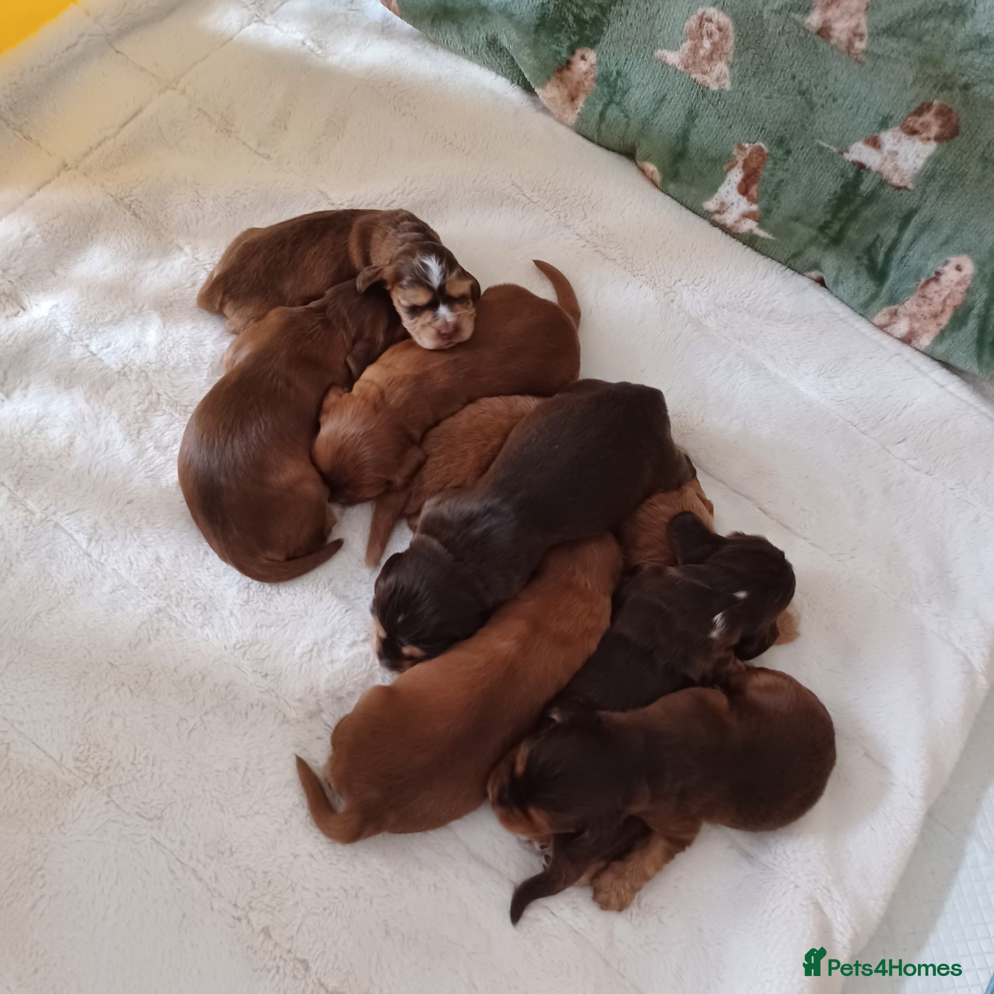 Cocker Spaniel dogs 🌟 OUTSTANDING KC SHOW COCKER SPANIELS 🌟 - Advert 2