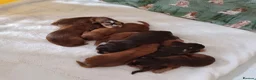 Cocker Spaniel dogs for sale: 🌟 OUTSTANDING KC SHOW COCKER SPANIELS 🌟 - Advert 2