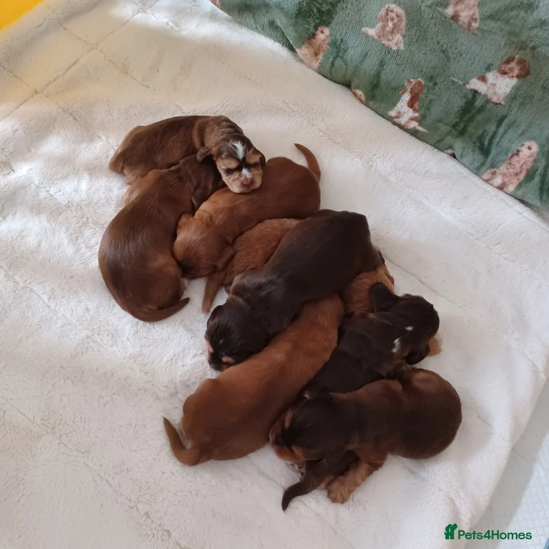 Cocker Spaniel dogs for sale: 🌟 OUTSTANDING KC SHOW COCKER SPANIELS 🌟 - Advert 2