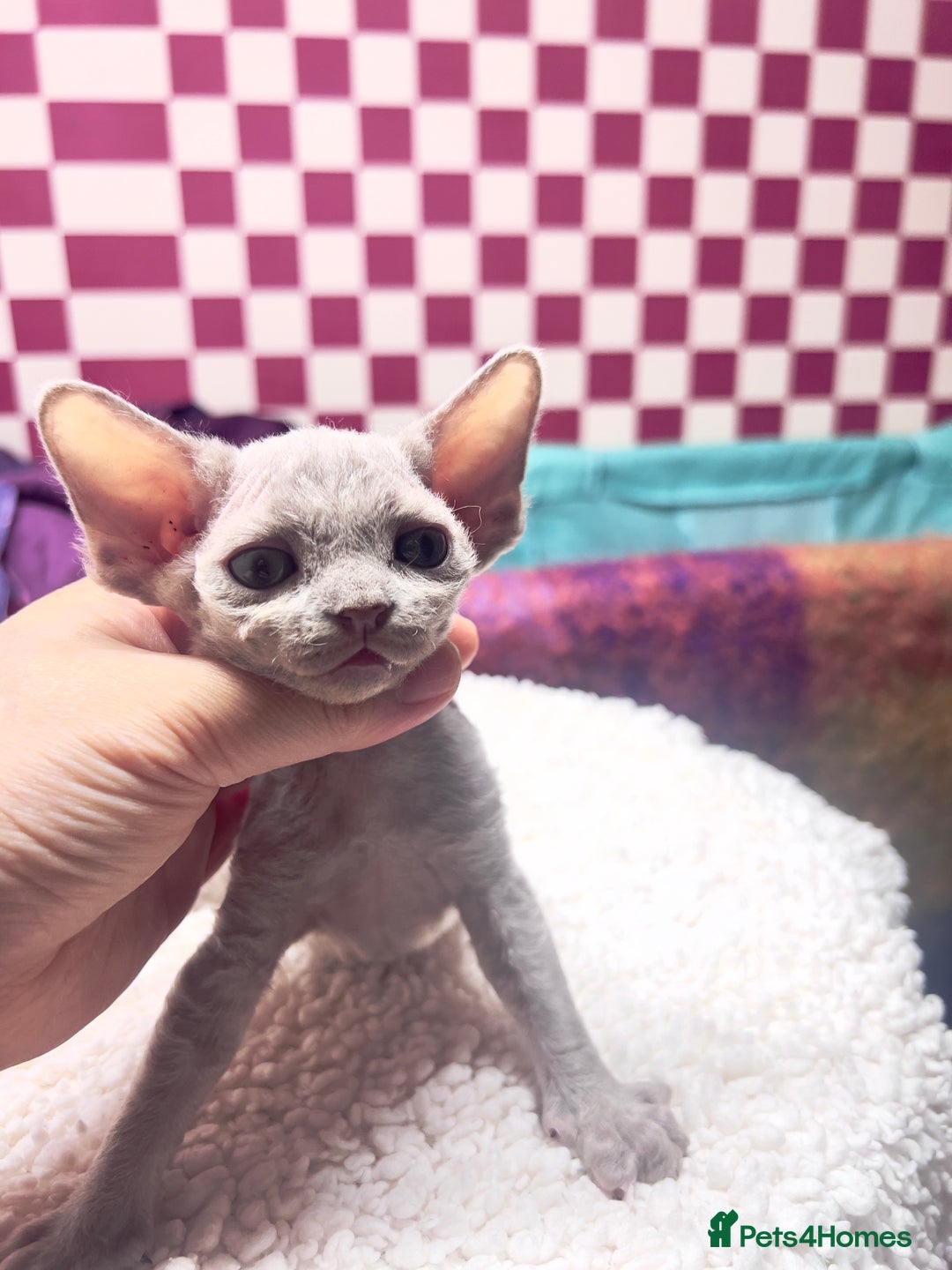 Devon Rex cats for sale: 5 fluffy beautiful Lilac Devon Rex babies!!!😻 - Image 1