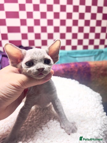 Devon Rex cats - Advert 1