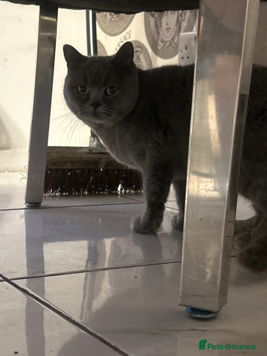 British Longhair cats for sale: 2 female British longhair cats , one male bsh in Manchester - Advert 4