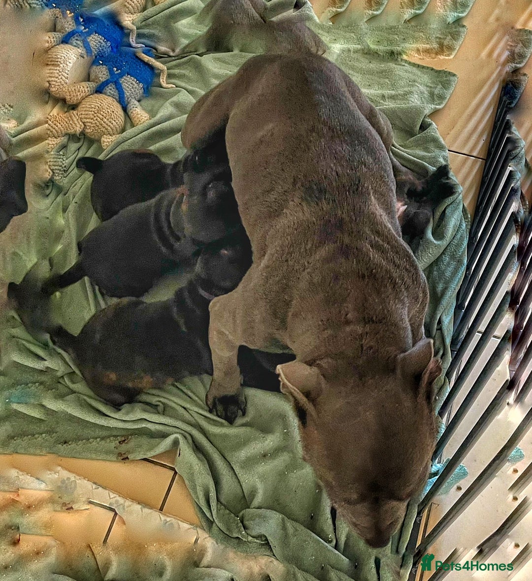 Staffordshire Bull Terrier dogs for sale: Staffordshire bull terrier puppies - Advert 28