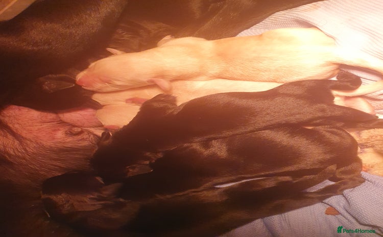 Labrador Retriever dogs labrador pups for sale home reared - Advert 1