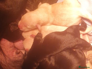 Labrador Retriever dogs labrador pups for sale home reared - Advert 1