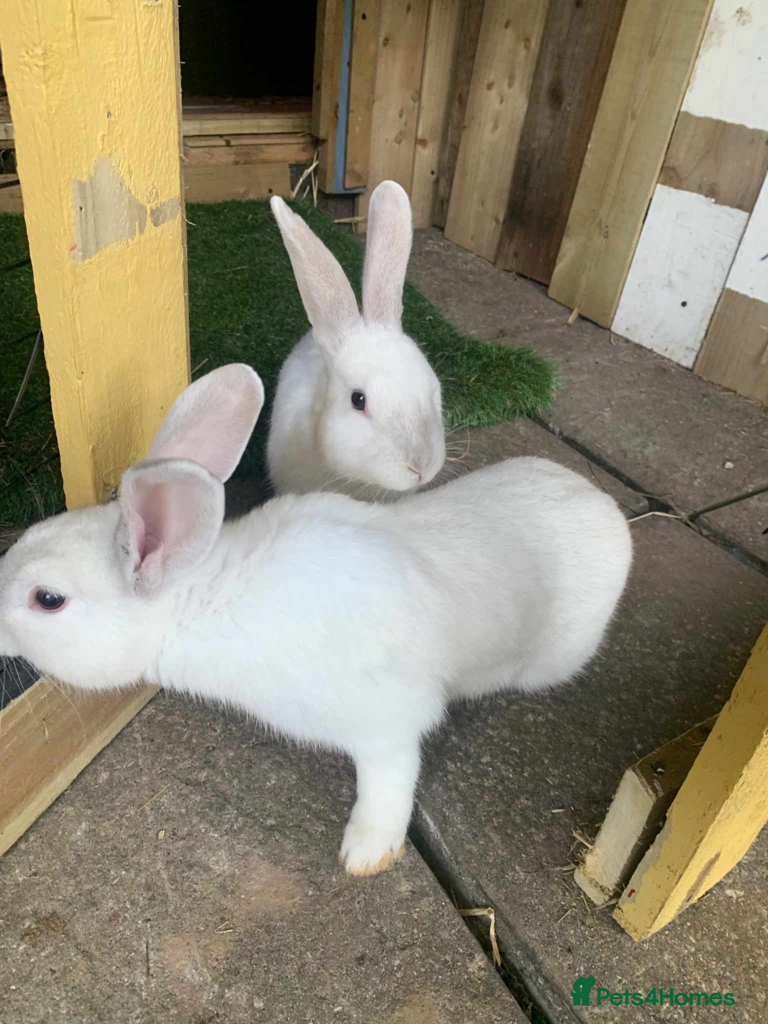 Mini Lop rabbits Continental giant x mini lop - Advert 11