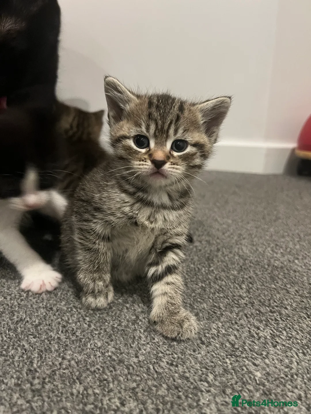 Mixed Breed cats for sale: Mixed breed kittens  - Advert 3