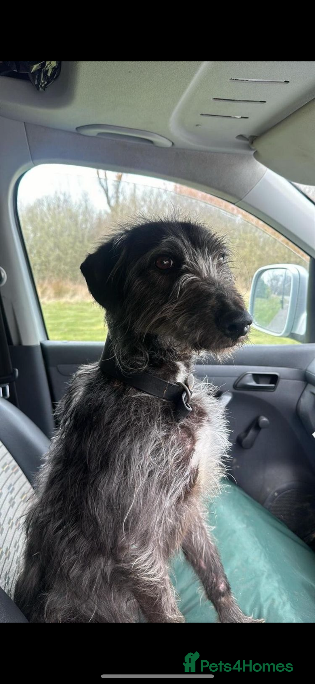 Bedlington Terrier dogs for stud: Bedlington whippet  - Advert 3