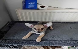 Miniature Pinscher dogs for sale: For sale - Image 5