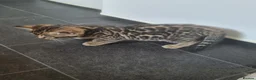 Bengal cats for sale: 3 adorable pedigrees bengal kitten  - Advert 5