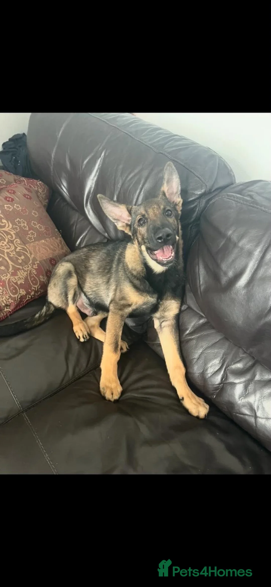 German Shepherd dogs for sale: German Shepard working line  - Advert 2