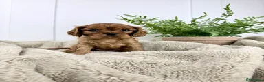 Cavalier King Charles Spaniel 5