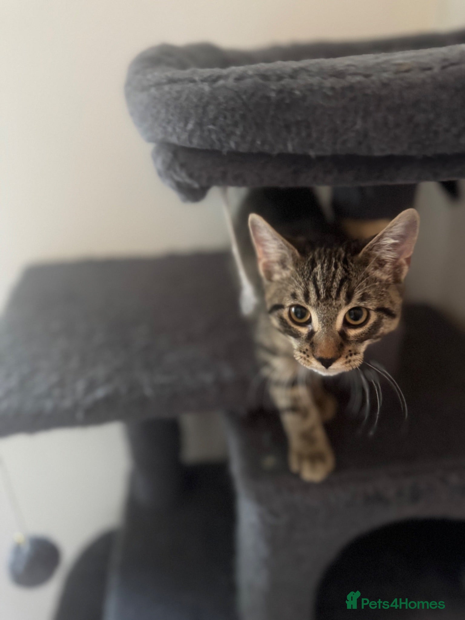 American Shorthair cats Ginger & tabby male for sale please read descripti - Advert 1