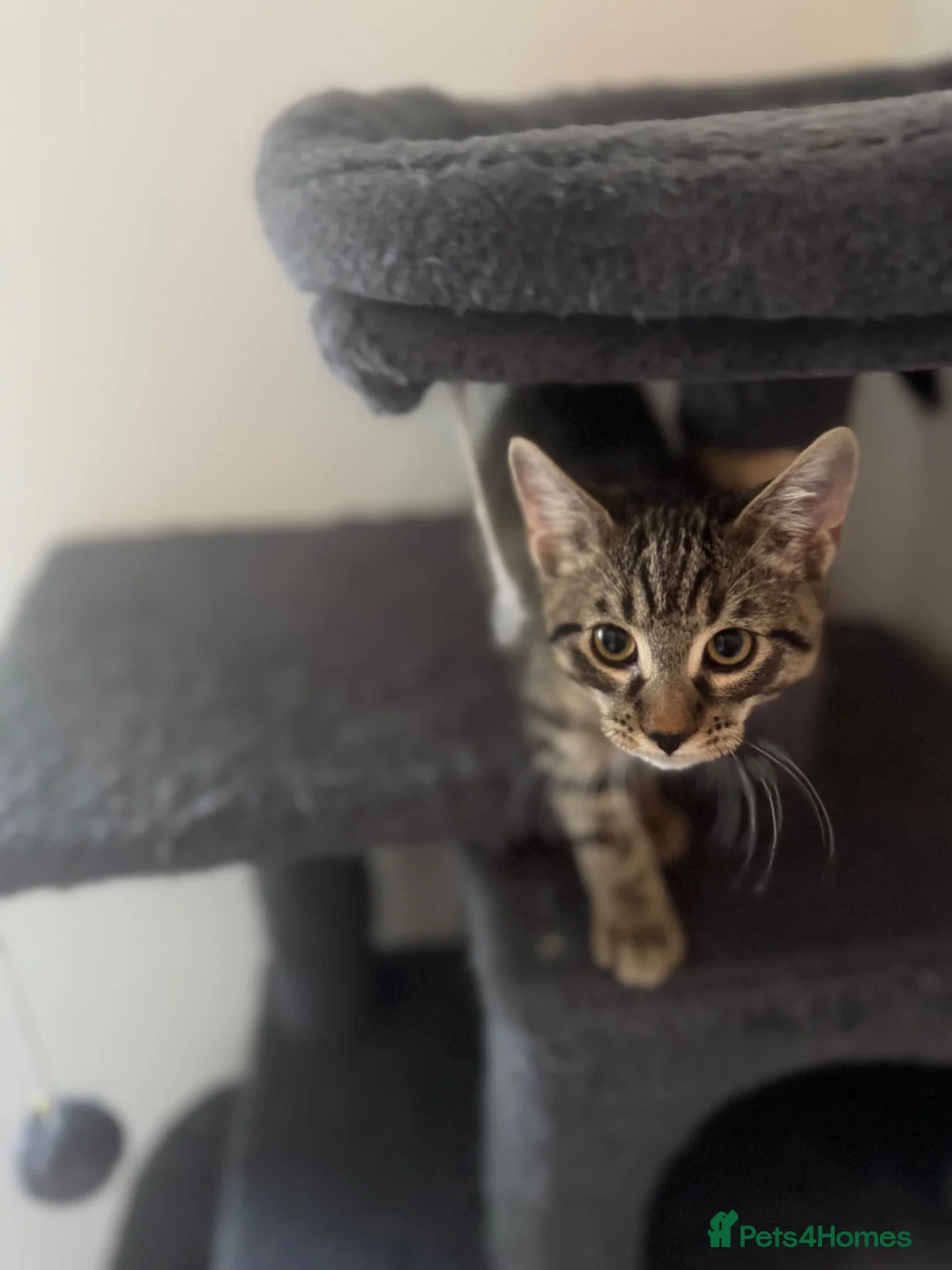 American Shorthair cats for sale: Ginger & tabby male for sale please read descripti - Advert 1