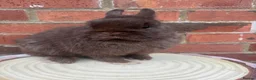 Netherland Dwarf rabbits for sale: Male and females pure bred Netherland dwarf  - Advert 4