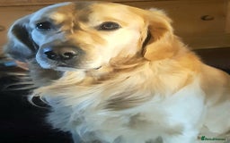 Golden Retriever dogs for sale: Available for STUD - Image 21