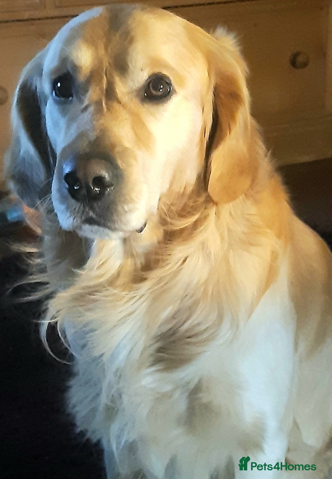 Golden Retriever dogs for sale: Available for STUD - Image 21