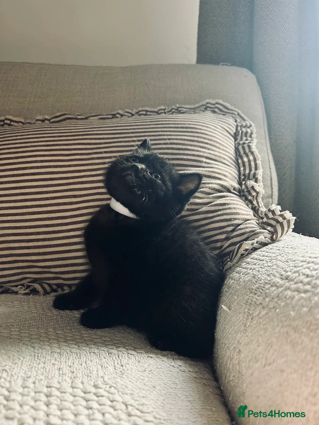 Mixed Breed cats for sale: Mixed breed kittens for sale in Stourbridge - Advert 2