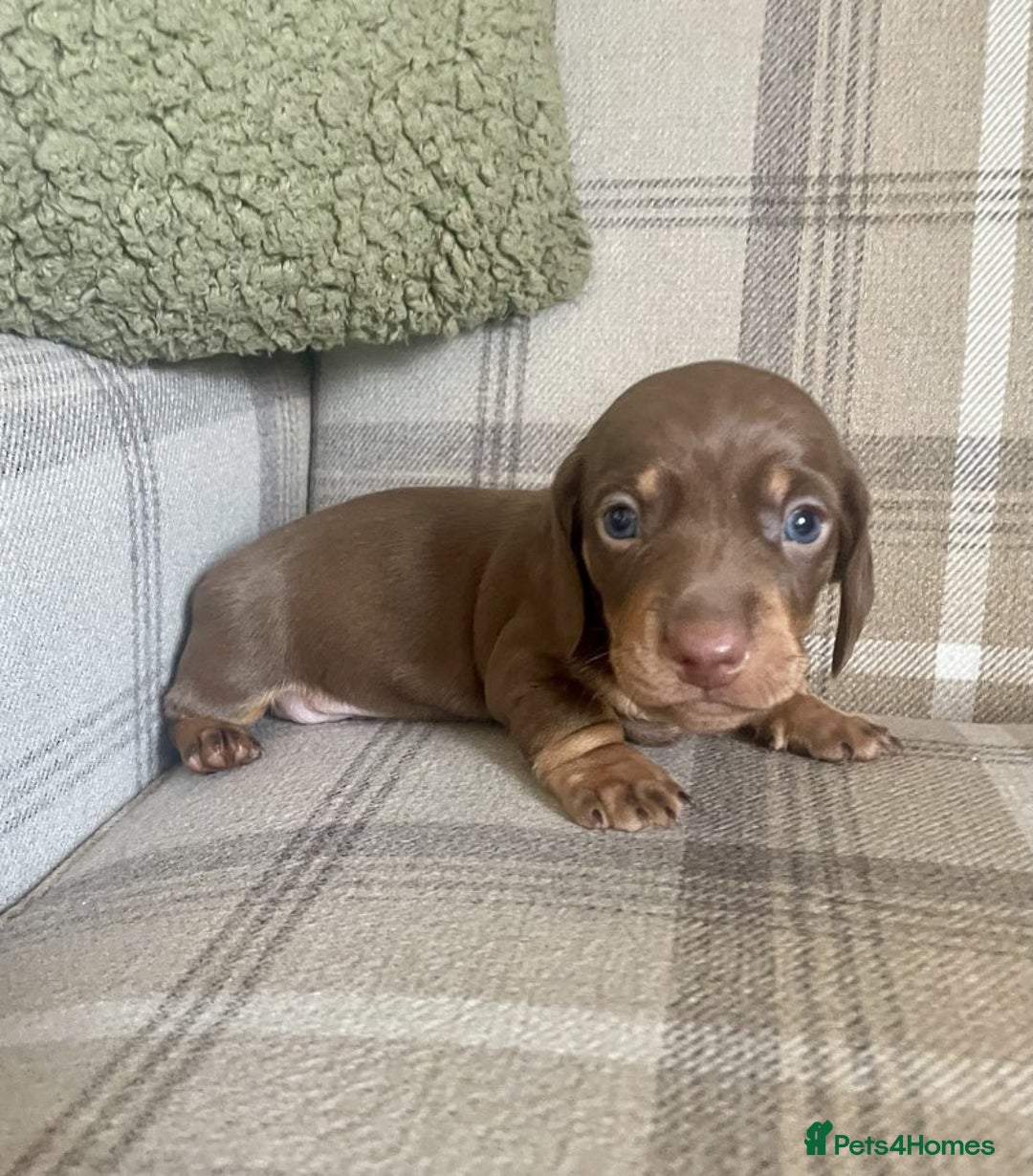Miniature Dachshund dogs for sale: lovely miniature dachshund puppies for sale  - Image 3