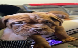 Dogue De Bordeaux dogs for sale: KC Dogue de Bordeaux Girl – Champion Bloodline - Advert 2