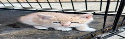 Mixed Breed cats for sale: Rare coloured kittens - Advert 5