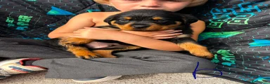 Rottweiler 2