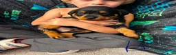 Rottweiler dogs for sale: Gorgeous Rottweiler puppies  - Advert 6