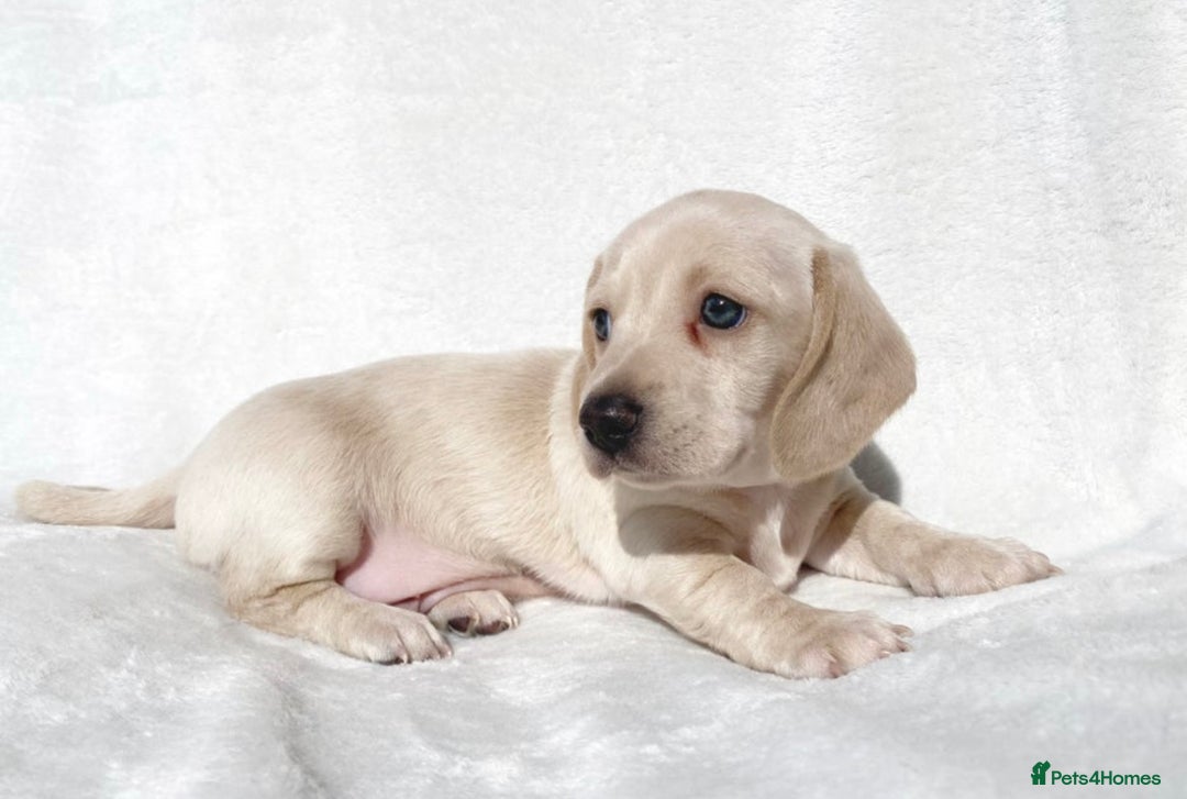 Miniature Dachshund dogs for stud: KC/PRA CLEAR SMALL MINI PROVEN DACHSHUND  in Manchester - Advert 10