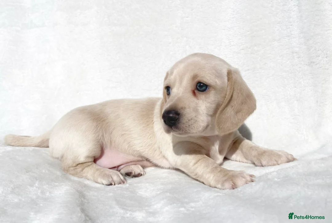 Miniature Dachshund dogs for stud: KC/PRA CLEAR SMALL MINI PROVEN DACHSHUND  in Manchester - Advert 10