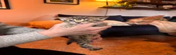 Mixed Breed cats for sale: Adorable kittens in Chesham - Advert 8