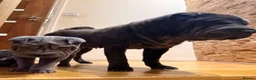 Shar Pei dogs for sale: Two beautiful Blue Shar Pei puppies (Male) - Advert 10